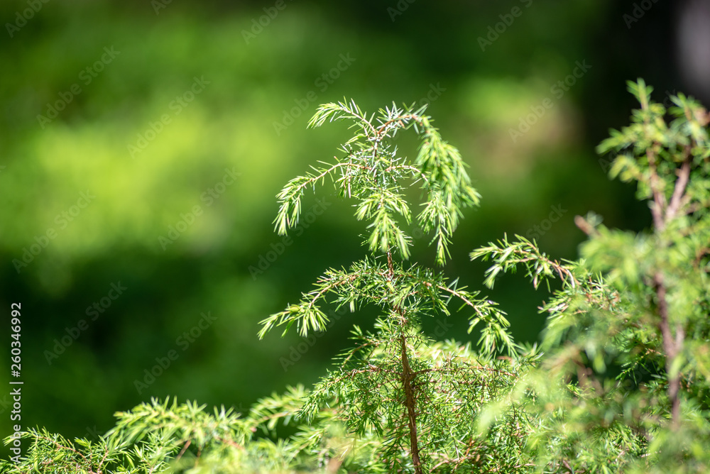 fresh green summer forest foliage with tree trunks
