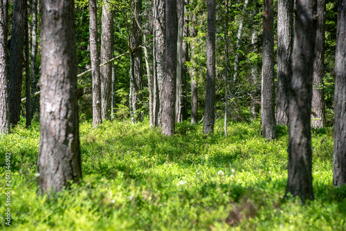 Fototapeta Naklejka Na Ścianę i Meble -  fresh green summer forest foliage with tree trunks