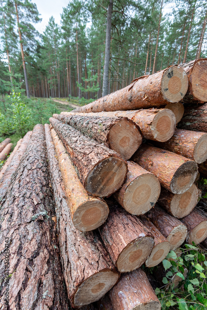 cut down tree trunks woodlog in forest in piles cut down tree trunks woodlog in forest in piles