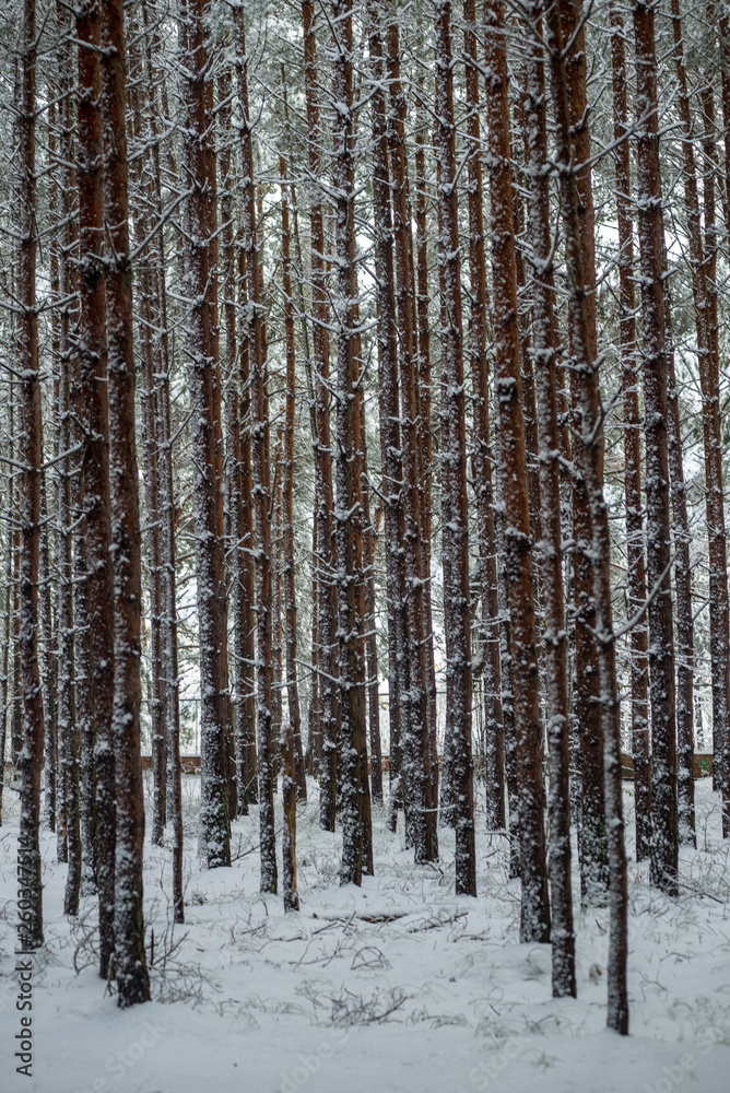 Fototapeta premium deep snow in forest in winter