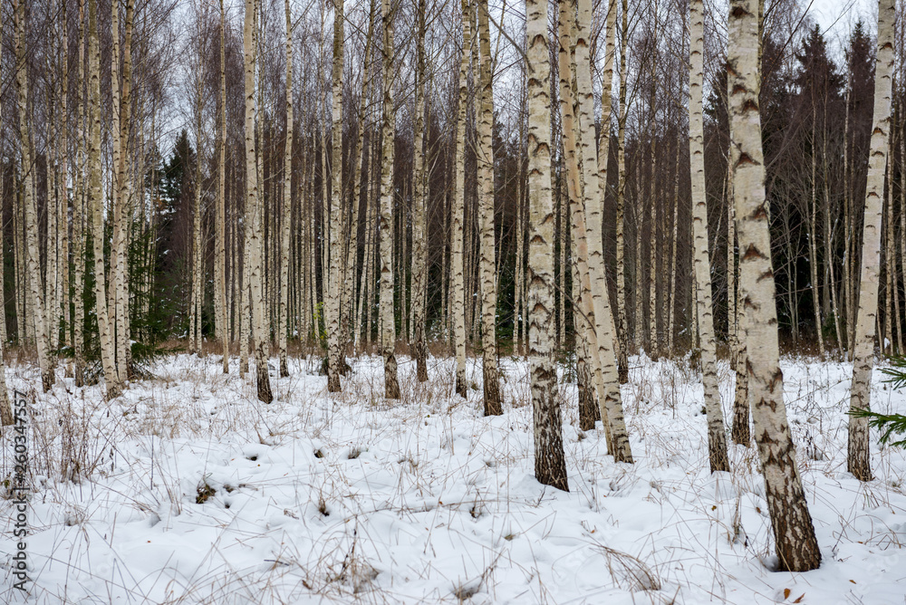 Fototapeta premium deep snow in forest in winter