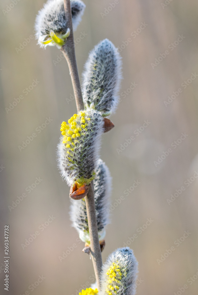 Flowering willow twigs on a bright sunny spring day. Flowering willow twigs on a bright sunny spring day.