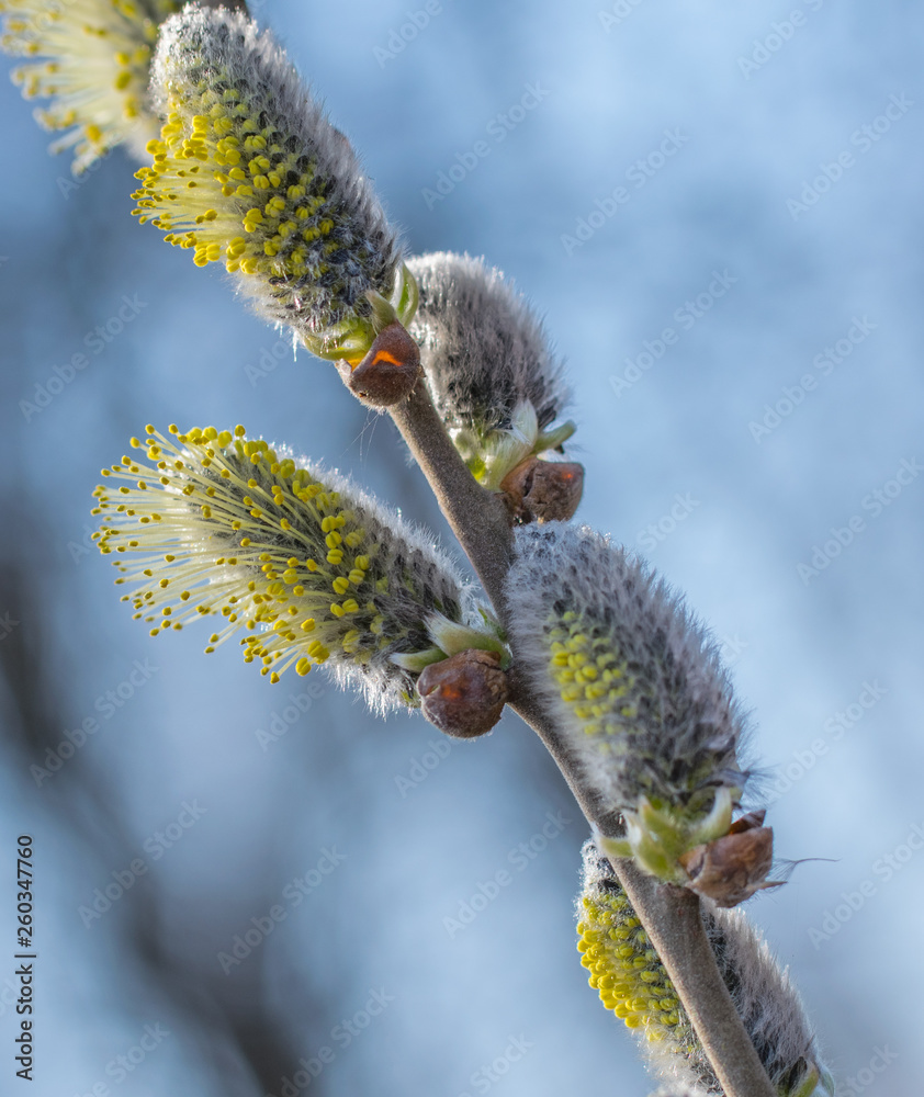 Flowering willow twigs on a bright sunny spring day. Flowering willow twigs on a bright sunny spring day.