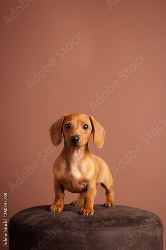 Adorable Miniature Dachshund Puppy - Dog Portrait