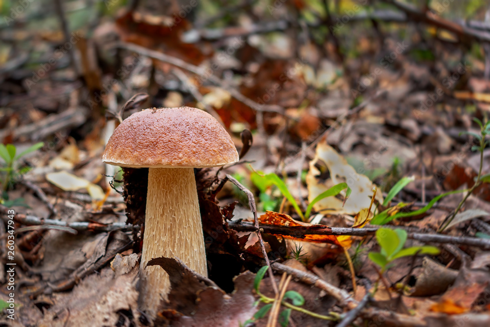 Beautiful boletus edulis known as penny bun in a forest at sunrise Beautiful boletus edulis known as penny bun in a forest at sunrise