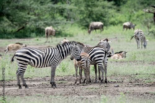 Group of Zebra in Ngrongoro