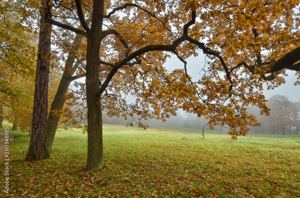 Autumn landscape in the Park.