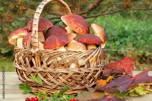 Wicker basket full of Edible forest mushrooms boletus edulis f. pinophilus known as king bolete, penny bun and sep on wooden table closeup, autumn still life