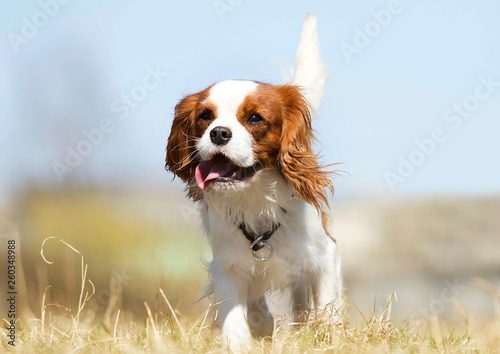 Photo Cavalier King Charles Spaniel dog on the grass