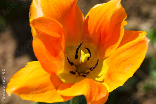 Close-up of a beautiful orange tulip details outside in nature