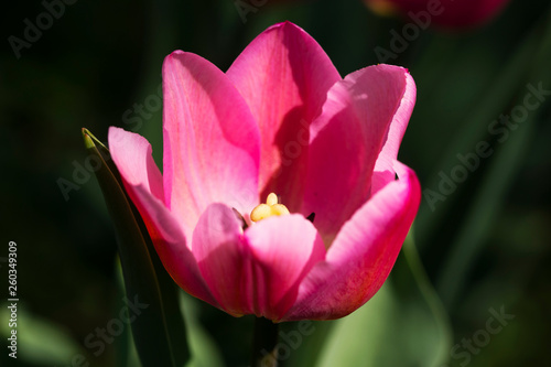 Close-up of a beautiful pink tulip details outside in nature