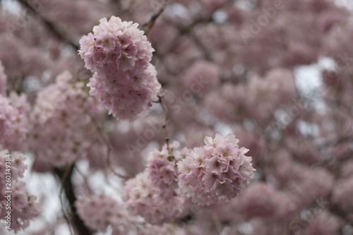 Sakura blossom tree with cherry tree
