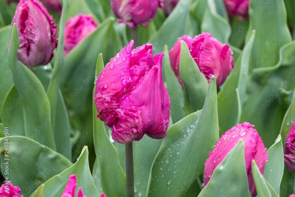 Blossom of a pink tulip Blossom of a pink tulip