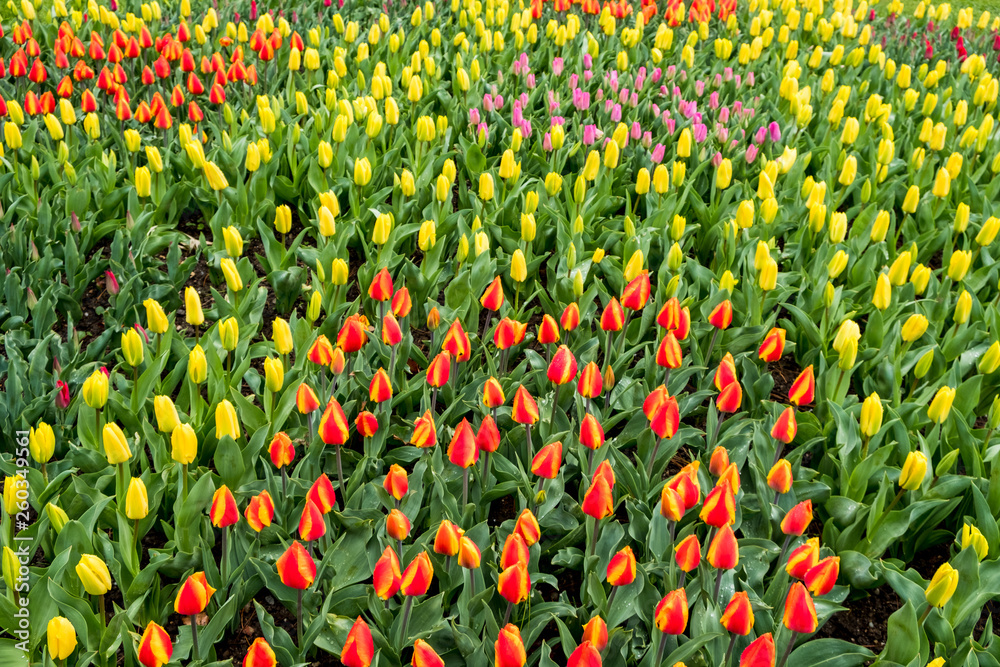 Field with coloured tulips