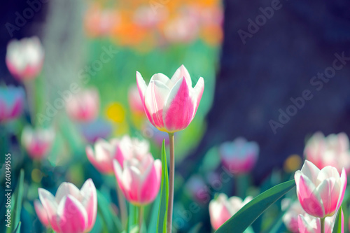 Fototapeta Naklejka Na Ścianę i Meble -  Beautiful field of white & pink tulips