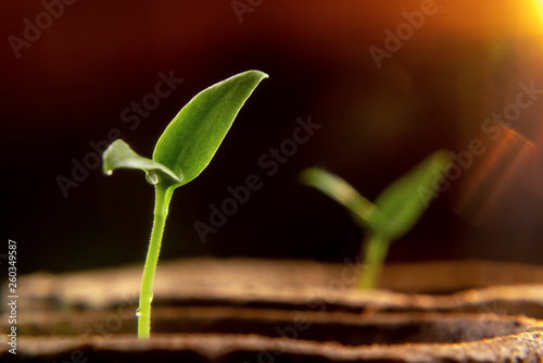 Small sprouts of pepper plant reaching out to the light
