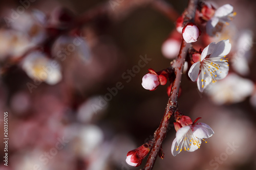 Blooming tree with white flowers. Macro photography of an open flower. Summer season. Sunny weather. Toning in delicate colors. Copy space for inscription.