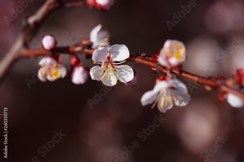 Blooming tree with white flowers. Macro photography of an open flower. Summer season. Sunny weather. Toning in delicate colors. Copy space for inscription.