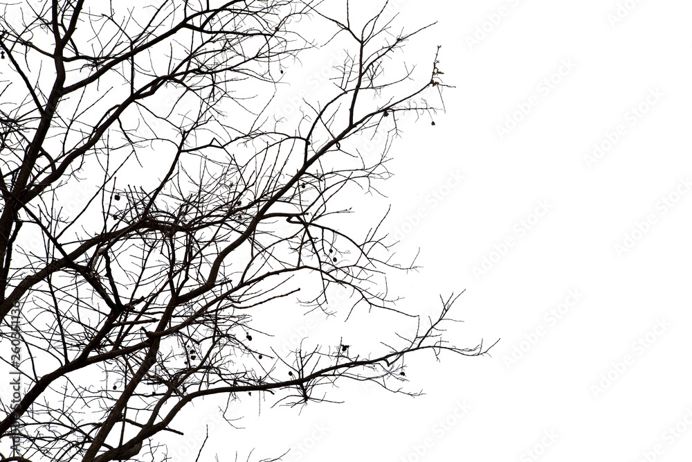 Dead branches , Silhouette dead tree or dry tree on white background with clipping path. Dead branches , Silhouette dead tree or dry tree on white background with clipping path.