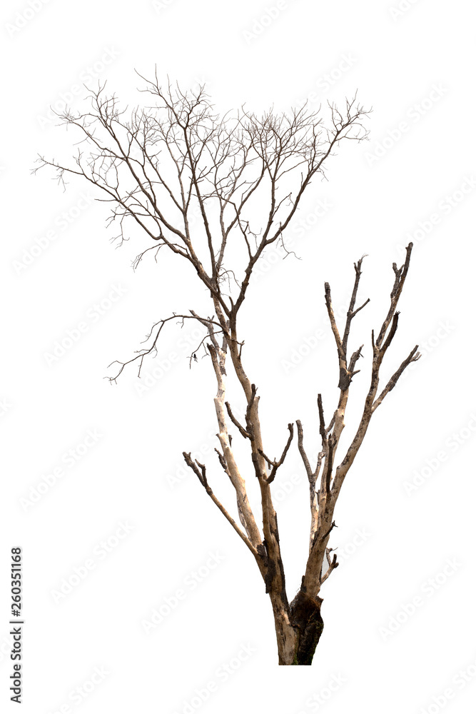 Dead tree or dried tree isolate on white background. Dead tree or dried tree isolate on white background.