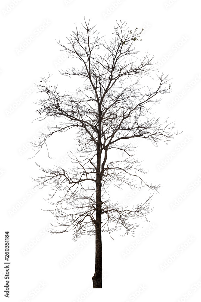 Fototapeta premium Dead tree or dried tree isolate on white background.Clipping path.