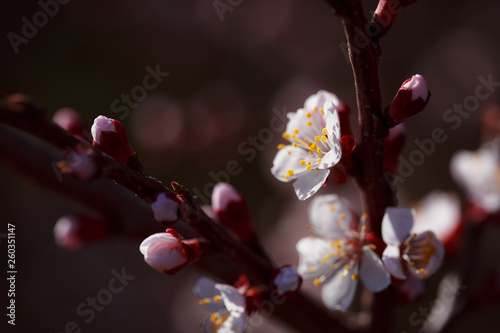 Blooming tree with white flowers. Macro photography of an open flower.  Summer season. Sunny weather. Toning in delicate colors. Copy space for inscription.