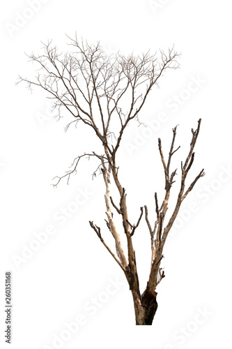 Dead tree or dried tree isolate on white background.