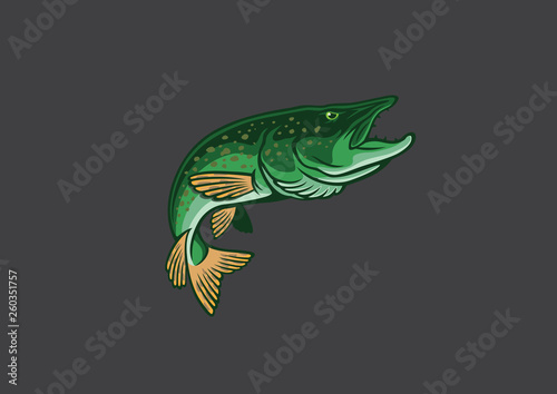 pike fish image