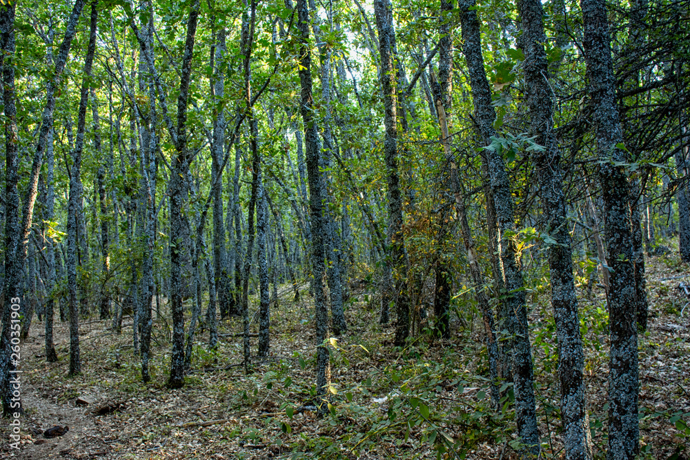 Fototapeta premium robledal en paraje virgen de la hontanilla, Riaza