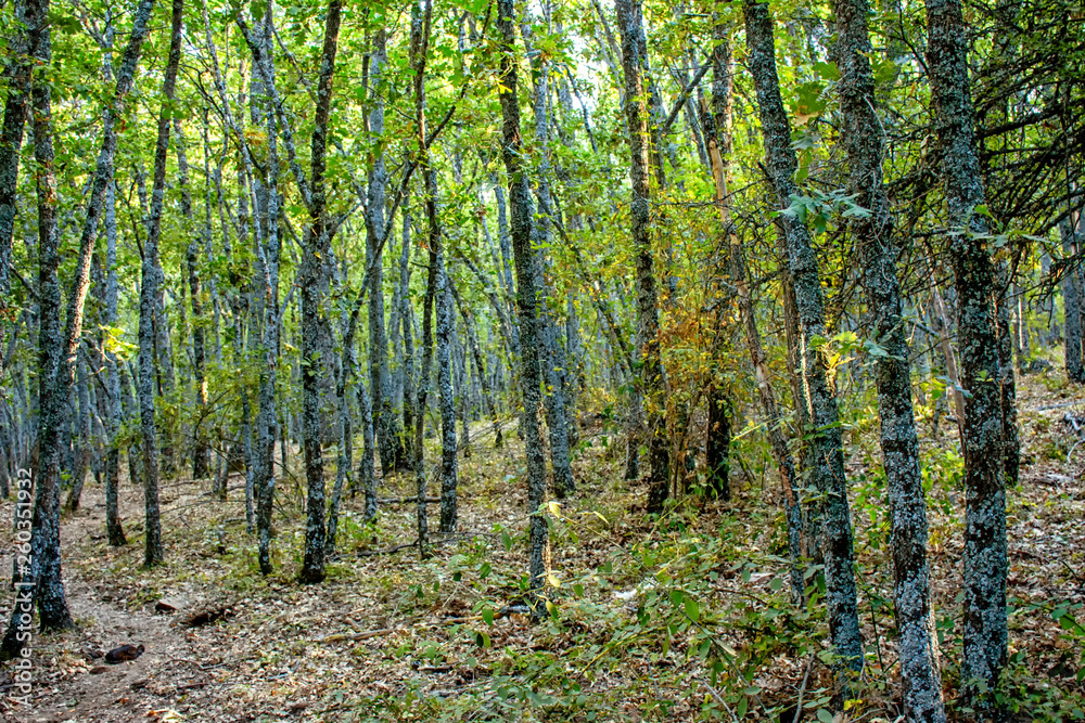 Fototapeta premium robledal en riaza, Segovia