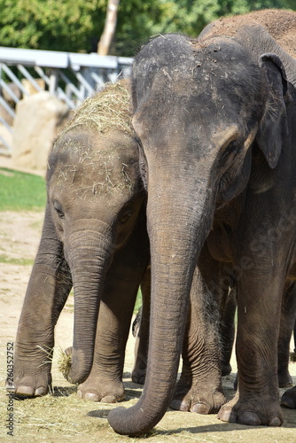 Elephas maximus - Indian elephant
