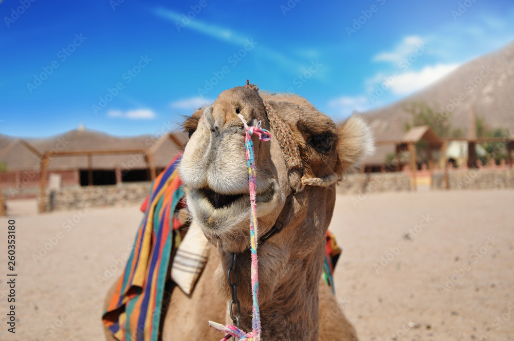 Naklejka premium camel in the desert