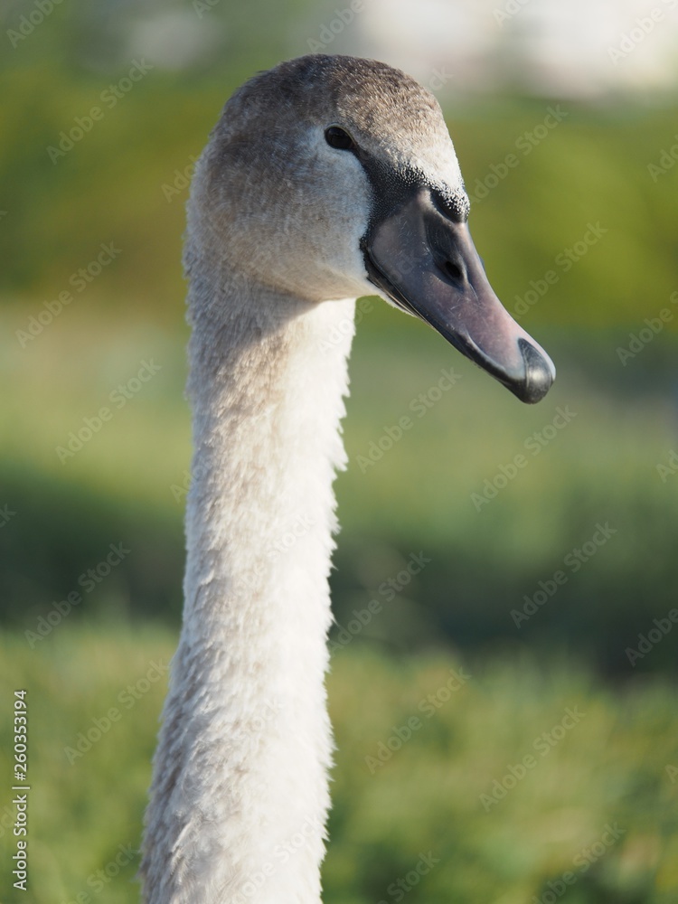 Fototapeta premium The neck and head of a wild grey swan