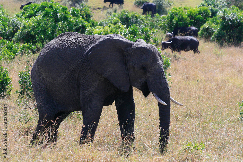 Big African elephant, Loxodonta africana, grazing in savannah in sunny day. Massai Mara Park, Kenya, Africa.