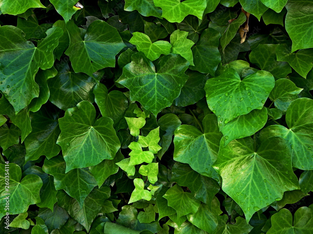 green leaves background - obrazy, fototapety, plakaty 