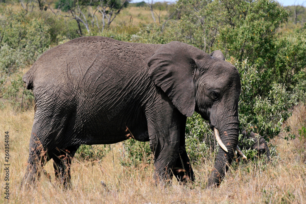 Big African elephant, Loxodonta africana, grazing in savannah in sunny day. Massai Mara Park, Kenya, Africa.