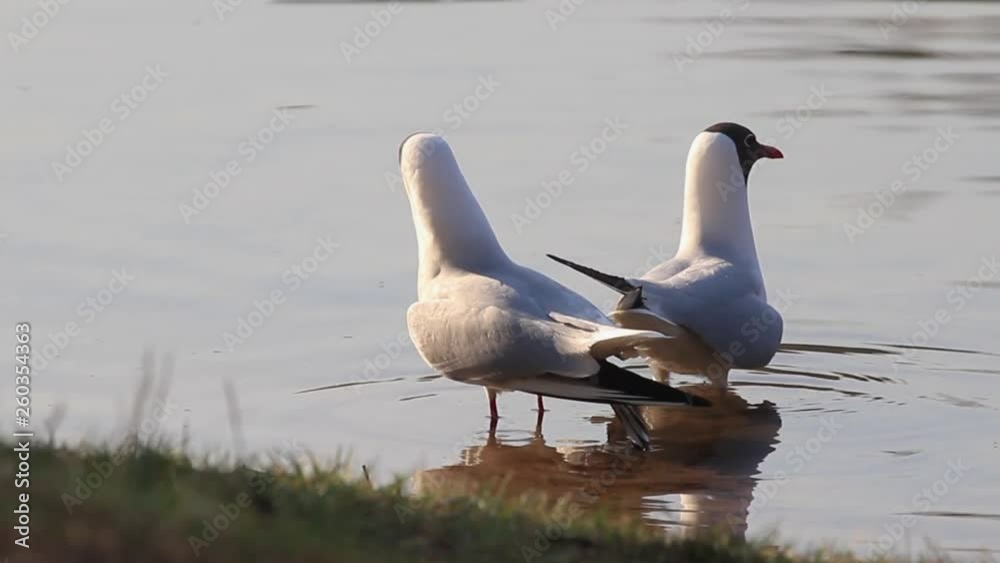 seagulls dancing mating dance standing in the water seagulls dancing mating dance standing in the water