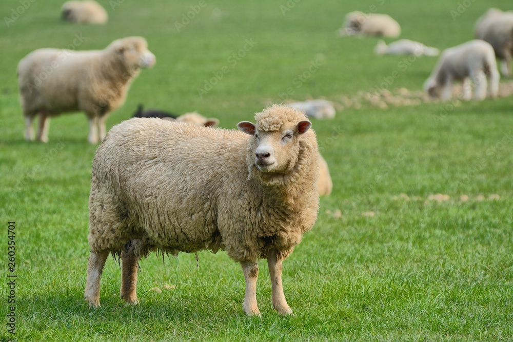 Ewe in an English field, rural scene. Ewe in an English field, rural scene.