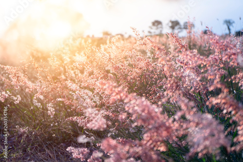 flower grass with sunset background.