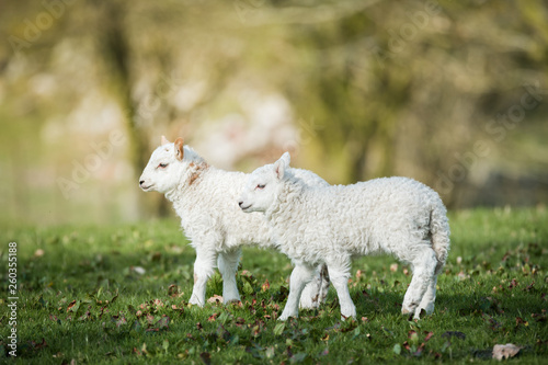 lambs in a field in sunny day