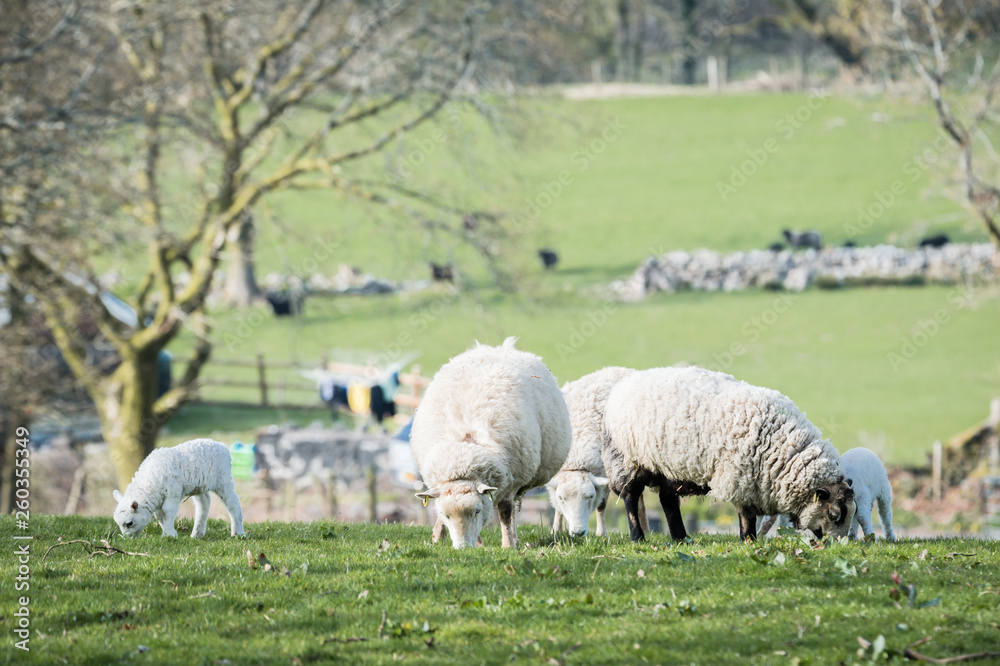 lambs walking in a field with the mother in sunny day lambs walking in a field with the mother in sunny day