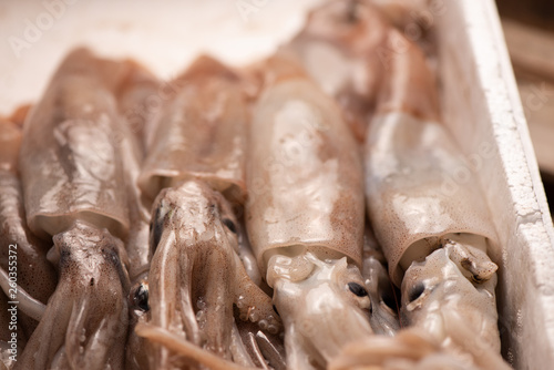 Squid  for sale on the market