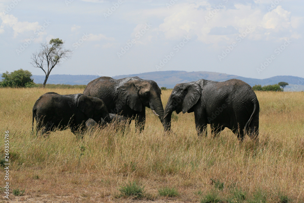 African elephant, Loxodonta africana, family grazing in savannah in sunny day. Massai Mara Park, Kenya, Africa. African elephant, Loxodonta africana, family grazing in savannah in sunny day. Massai Mara Park, Kenya, Africa.