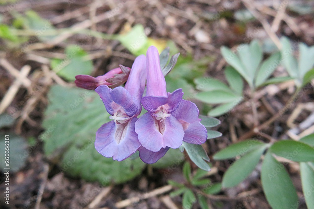 Purple fumewort flowers in the garden in spring, closeup Purple fumewort flowers in the garden in spring, closeup