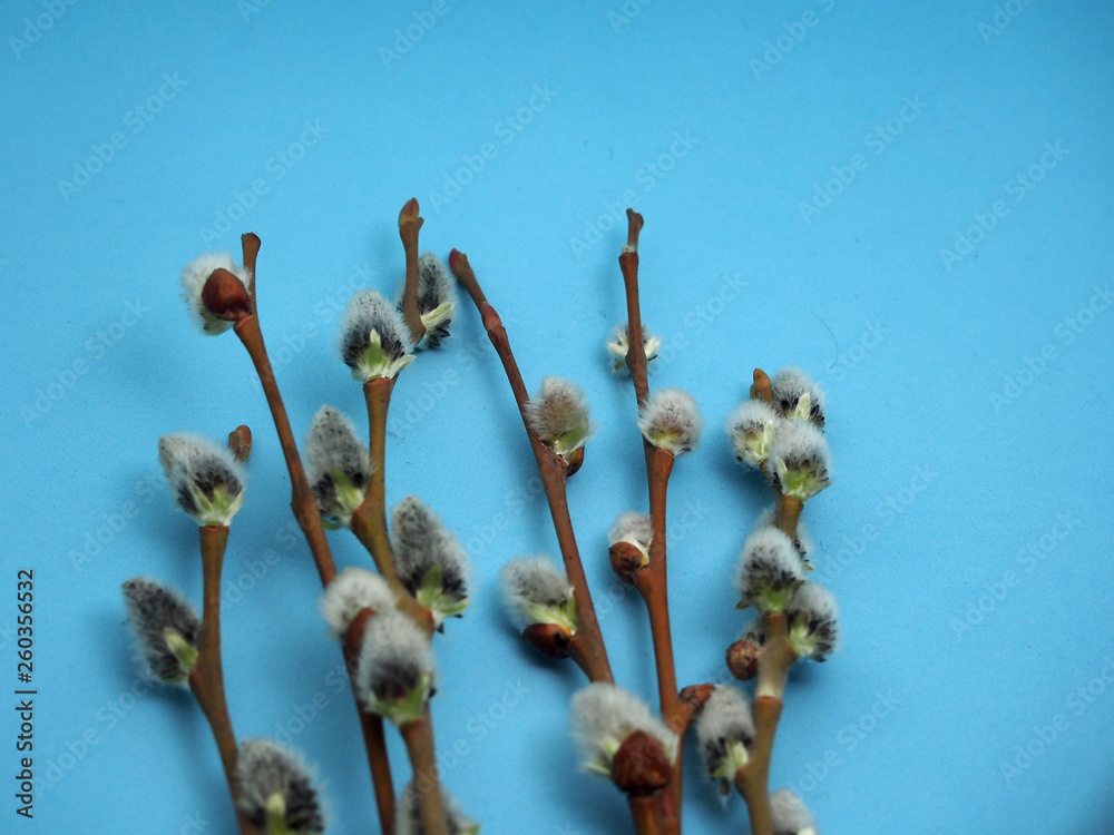 Open fluffy flowers of a willow. It's spring. Open fluffy flowers of a willow. It's spring.