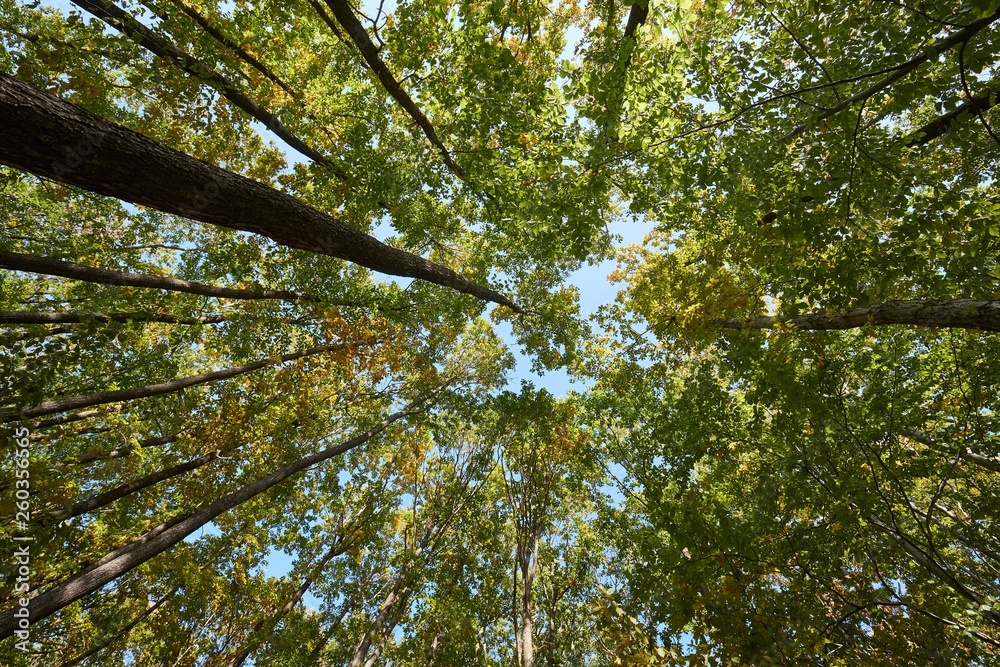 Fototapeta premium Forest looking up