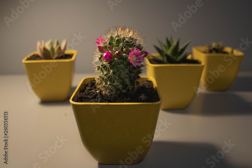Cactus fiorito