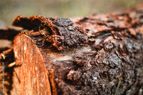 bark of a tree