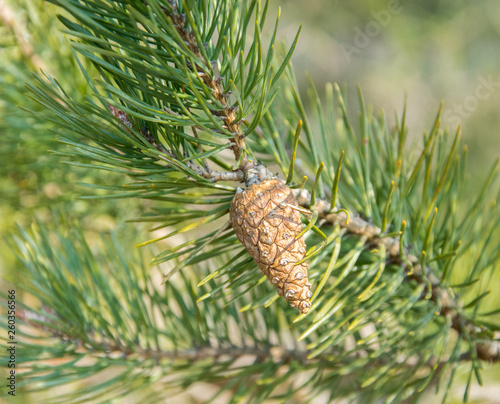 Green pine branch with a young cone.