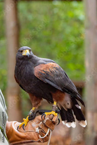 Adler auf Lederhandschuhe